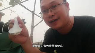 养花别买杀虫药？白砂糖加“它”，杀灭蚂蚁蟑螂蚧壳虫还补营养