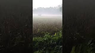 Village vlog#borhanvlog5 #nature #villagevlog #travelvideo