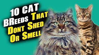 10 Cat Breeds That Dont Shed Or Smell