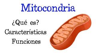  ¿Qué es la Mitocondria?  Funciones [Fácil y Rápido] | BIOLOGÍA |