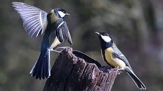 The Great Tit Battle Dance  | Discover Wildlife | Robert E Fuller