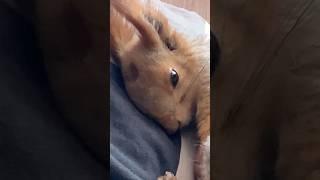 Как Чип спит  #fun #love