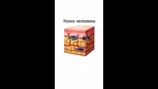 Кожа и сахар