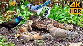 Cat TV for Cats to Watch  Playful Chipmunks Squirrels and Birds Up Close  8 Hours 4K HDR 60FPS