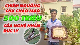 CHÀO MÀO HÓT ĐẤU 500 TRIỆU | Mô hình luyện chào mào hót đấu giàn của nghệ nhân Đức Ly