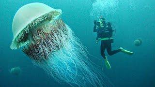 15 Incredible Jellyfish Species