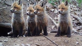 Family of cute foxes caught on trail cameras