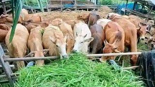 HOW RAISE BEEF CATTLE FOR BEGINNERS / INCREASE PROFIT IN BEEF FARMING/MAXIMIZE COST IN BEEF FARMING