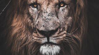 Lion Injured Attitude WhatsApp Status 2020 New Lion Injured Attitude Status" || Shavi Numberdar __X_