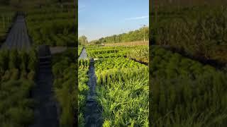 Огромный выбор растений Питомник ‘Зелёный Сад’