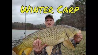 1st  &  Last Carp of 2021 -   Winter Carp Fishing at Lake Crabtree #lakecrabtree