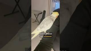 Что с ним делать? #корелла #попугай #говорящийпопугай #птицы #попугайчик #животные #сдвг #психолог