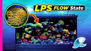LPS and Softies Galore | 120 Gallon Tank Tour