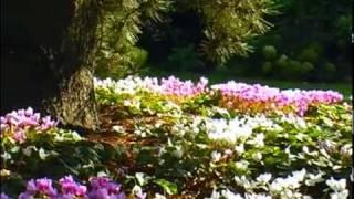 Schatten-Juwel Alpenveilchen (herbstblühendes)