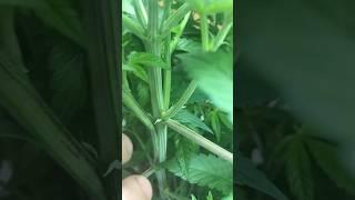 Cannabis mutation. Ethos genetics Grampas stash multipack