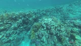 Domina Coral Bay 2017 риф отеля - белая мурена