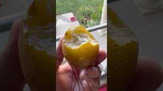 How to properly eat & enjoy a ️ Sungold Kiwifruit  Zespri Yellow Golden Kiwi Try it my way!