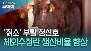 '칡소' 부활 신호탄?...'체외수정란 생산율 향상' 기술 개발 / YTN 사이언스