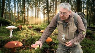 CHAMPIGNONS EN FORÊT: expédition éducative avec un mycologue