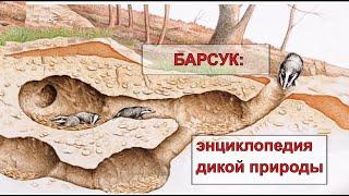 БАРСУК (Meles meles). Энциклопедия дикой природы