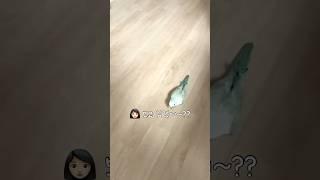 보고싶었다고 말하면서 오는건 처음이라 누나 감동🩵 #퀘이커앵무송꾸꾸