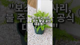 "보스턴고사리, 물 주는 황금 공식 대공개!" 