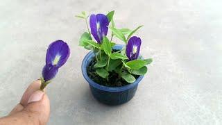 How to grow blue pea plant (aparajita) / clitoria ternatea / butterfly pea plant from seeds