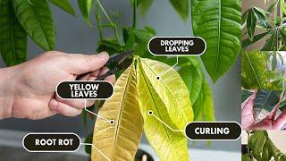 5 Money tree plant Problems & Solutions