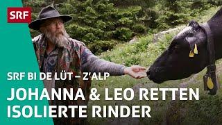 Leo & Johanna wagen Rettungsmission für isolierte Rinder | Z'Alp – SRF bi de Lüt | 2021 - 3/5 | SRF