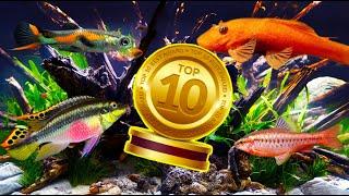 The Top 10 BEST Beginner Fish in The WORLD!