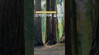 진격의 거목 실사판! 세상에서 제일 큰 나무가 있는 곳 #세계여행