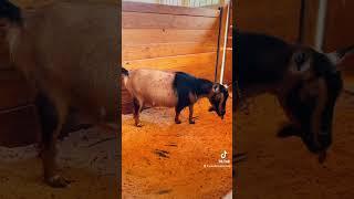 Tilly is in LABOR! (Full video will be up tomorrow) #goatsoftiktok #pregnantgoat #pregnancyupdate