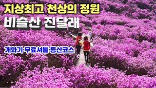 [비슬산 진달래(참꽃)는 자연이 내린 최고의 선물] 해발 1,000m 천상의 정원 진달래 개화시기·무료셔틀 이용방법·등산코스(긴급 News - 비슬산 진달래 심각한 냉해 피해발생)