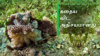 கதைய விட அதிசயமானது: தி ஆக்டோபஸ்