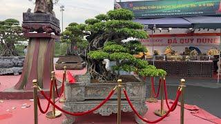 Vì sao triển lãm Festival cây cảnh TP Hà Nội lại như vậy