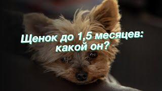 Щенок до 1,5 месяцев: какой он?