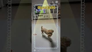 #강아지공놀이#귀여운 강아지#공놀이가 젤 좋아#던져주면 다 받아요#똑똑한 강아지