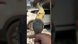 Master Cage me birds ke daane refill liye | Daily Pet Vlogs #parrot #cockatiel