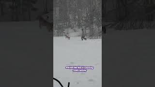 and suddenly a squall appeared  #shorts #shortsvideo #dog #snow #maine #aboyandhisdog #viral #fyp