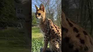 Serval kitten