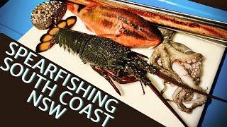 Premium Seafood Collection! Spearfishing the NSW South Coast, Australia.