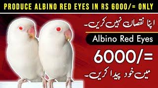 Albino red eyes sirf 6000 me | how to produce albino red eye cheaply | albino red eyes | urdu/hindi