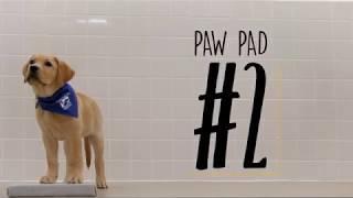 Obedience Command - Paw Pad 2