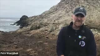 Live from the Farallones: The Fantastic Journey of the Farallones Fur Seals