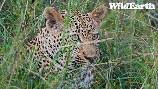 SafariLIVE Sunrise Safari - 21 July 2024