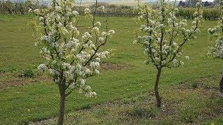 Les différentes formes d'arbres fruitiers