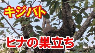 073 【キジバトの繁殖】 抱卵から雛の巣立ちまで