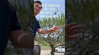 축소 전정9454#작업 #강의 #지광원 #파주 #이광수 #기무라마사히코제자 #worldtourbonsai️