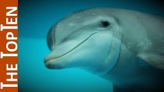 The Top Ten Beautiful Dolphins in the World