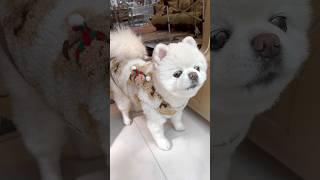 백만불 짜리 옹동이를 가진 강아지 #샤샤의하루 #이명화 #랄랄 #진또배기 #funny